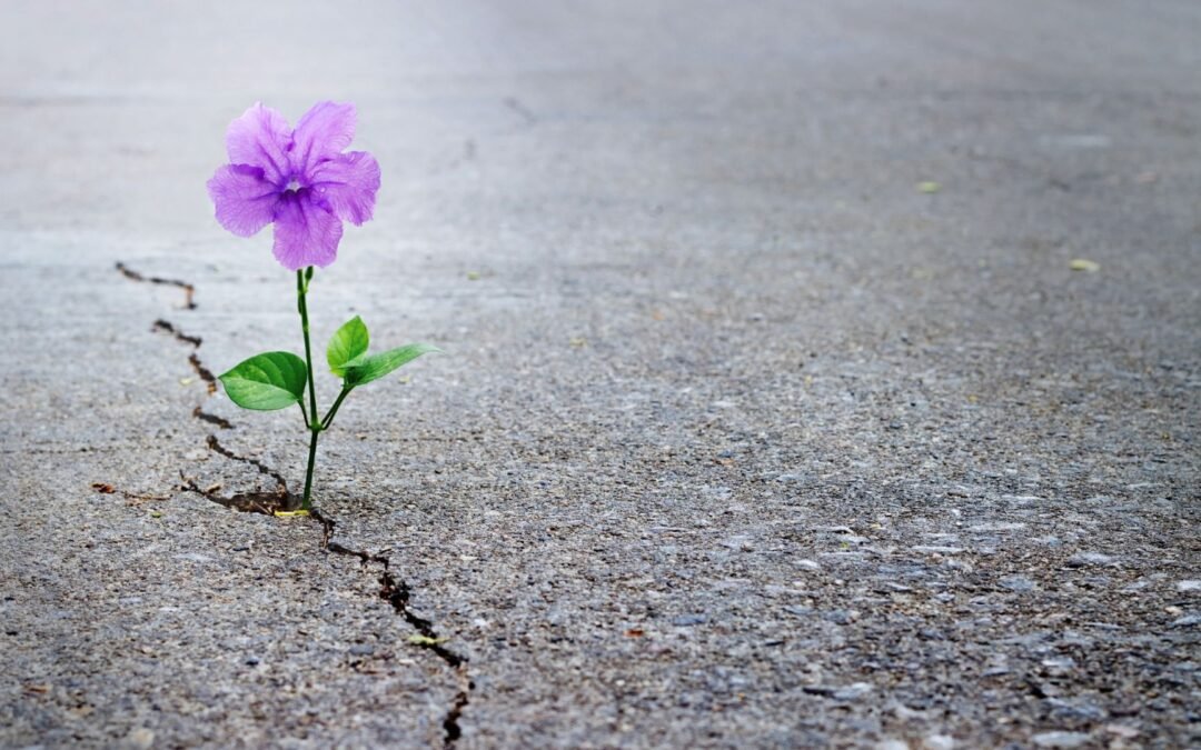 Haz de la adversidad tu maestra: florecer cuando todo parece difícil