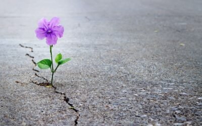 Haz de la adversidad tu maestra: florecer cuando todo parece difícil